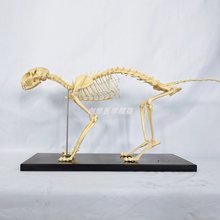 骨骼教具宠物猫全身动物骨头骨架标本教学狗骨架兽医教具医学