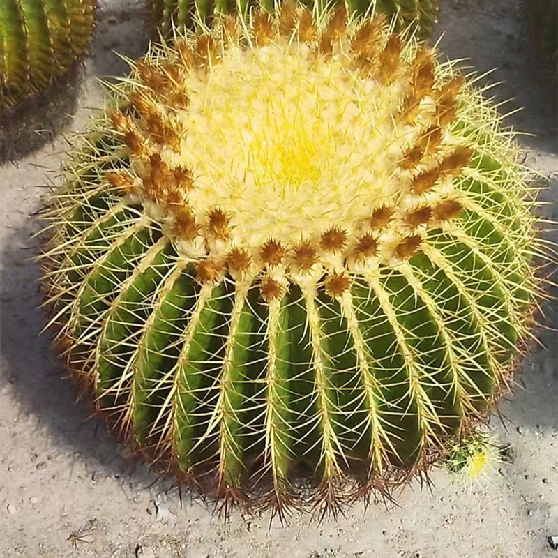 仙人球大号超大多肉植物批发多头绿植花卉仙人掌开花桌面盆栽