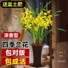 【精选壮苗】盆栽夏带花苞名贵花卉金秋岁月四季开花绿植室内香兰