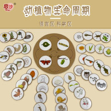 幼儿园环创材料手工制作科学区区域大班益智区投放环境创设区角di