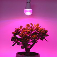 跨境热卖植物补光生长灯紫光火龙果室内LED太阳能充电植物球泡灯
