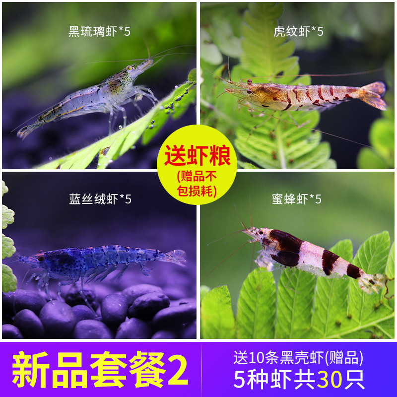 除藻淡水虾活体水晶琉璃虾虾虾红黑壳清洁虾虾活体工具虾观赏观赏