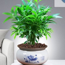 竹柏盆栽室内驱蚊植物平安竹清香绿植驱虫净化空气好养长寿竹树苗