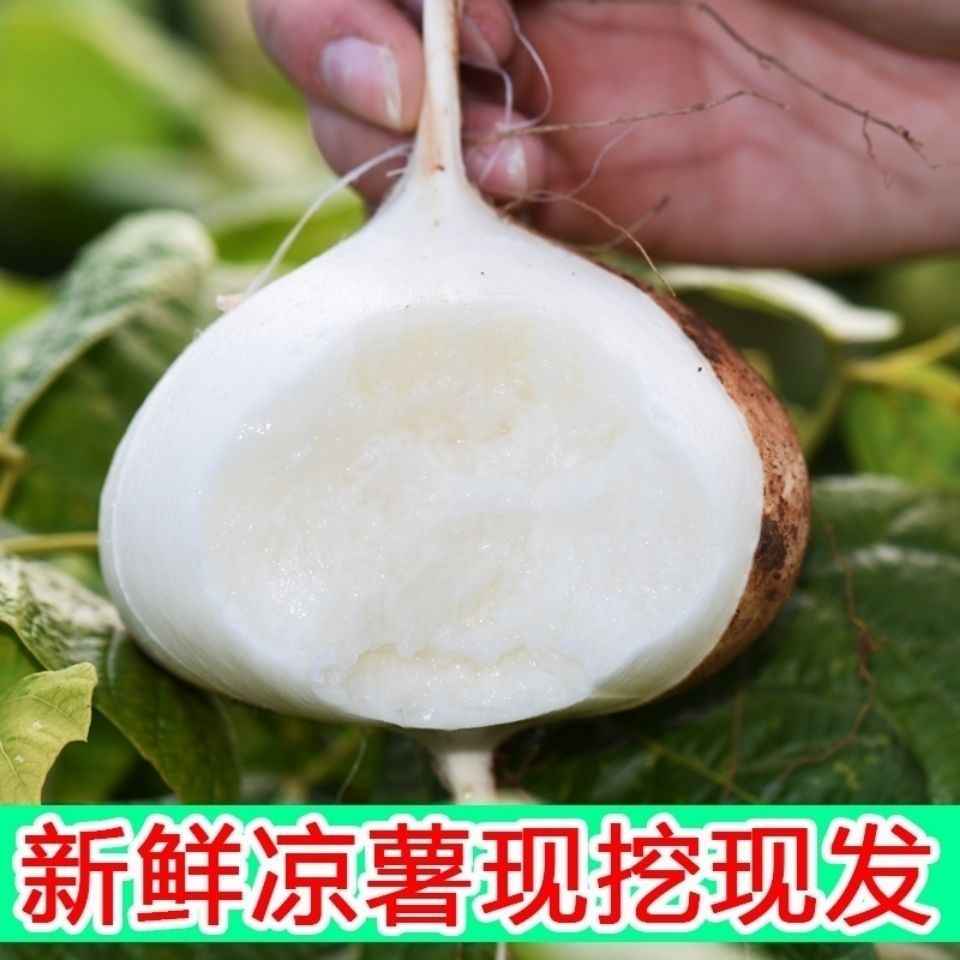 现挖凉薯新鲜白地瓜地萝卜四川农家特产蔬菜新鲜水果白薯番薯土瓜