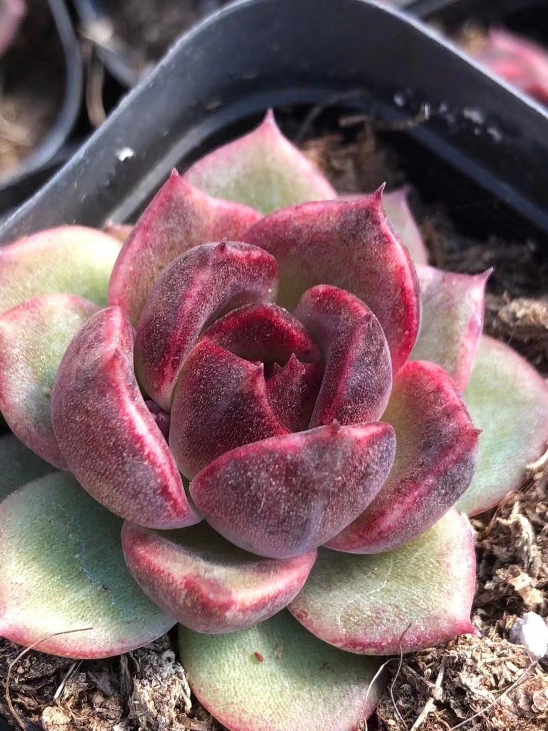 大棚批发多肉品种 紫水晶 鼓槌水泡 黑玫瑰水晶多肉植物裸根发