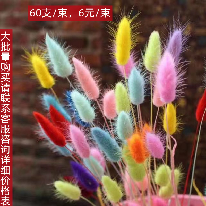 60支兔尾草干花花束 永生花真花狗尾巴草 兔尾草批发家居装饰拍摄