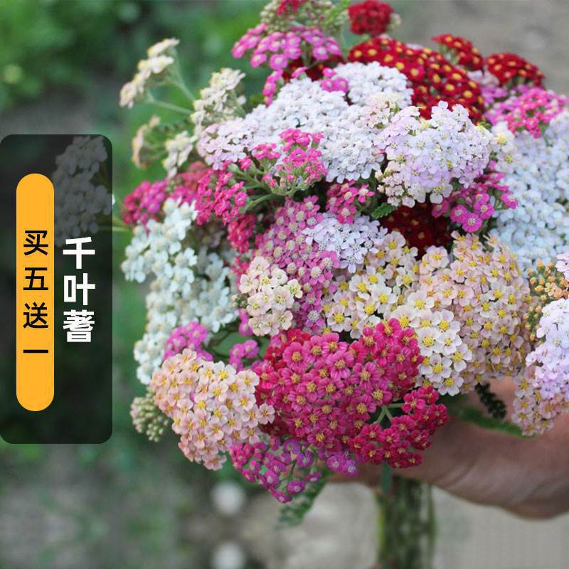 千叶蓍草籽200粒西洋欧锯草种籽可切花多年生耐寒室外