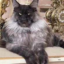 缅因猫幼猫纯种俄罗斯巨型猫咪活体烟灰黑棕虎斑缅因长毛猫咪供应
