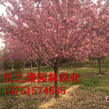 批发樱花小苗工程绿化苗木早樱晚樱 庭院风景苗规格齐全 当年开花