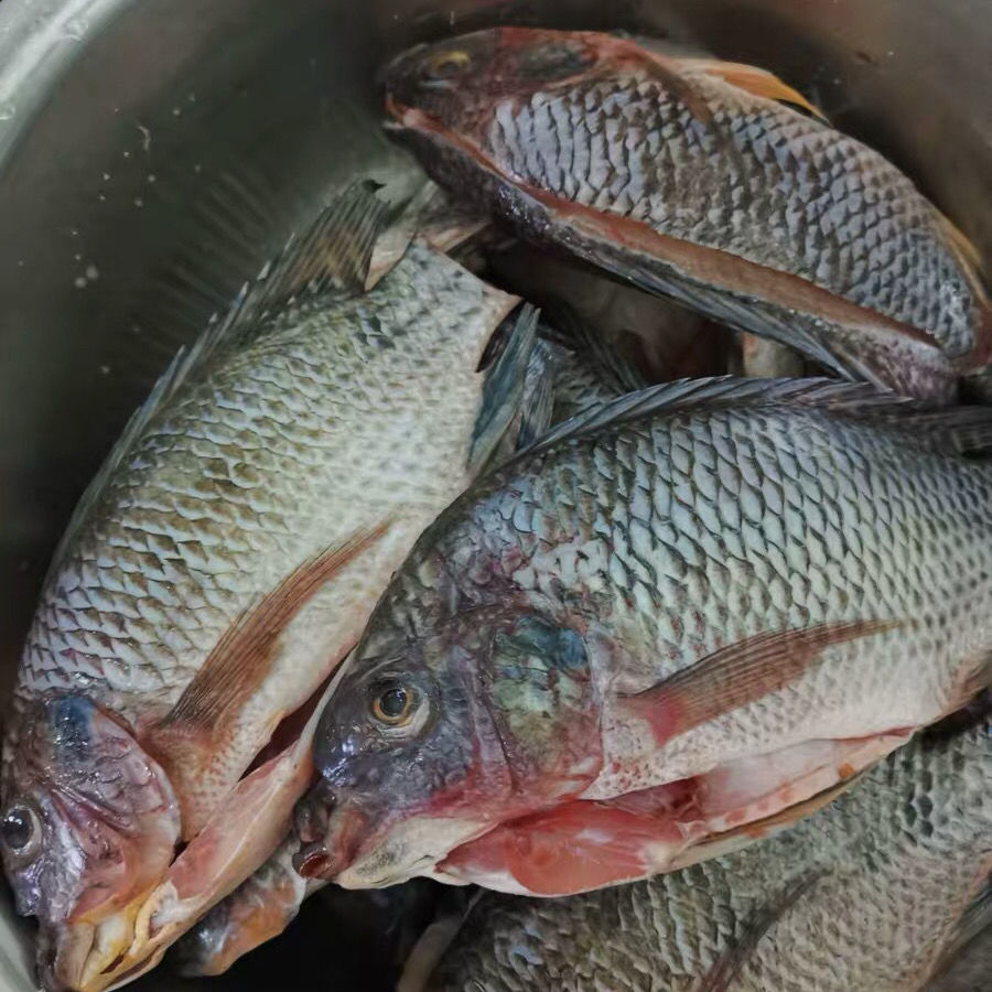 罗非鱼野生新鲜活鱼肉非洲鲫鱼非冷冻淡水野生福寿鱼-阿里巴巴