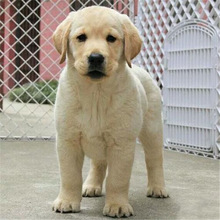 纯种拉布拉多幼犬,两个多月,母,能吃能睡 非常听话,因为自身_阿里巴巴