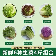 新鲜生菜组合斤球生菜红叶等种沙拉蔬菜蔬菜组合源头工厂一件批发