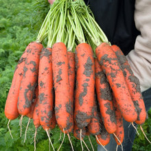 红芯七寸高产红胡萝卜种子籽种秋季两季菜种蔬菜萝卜种籽孑菜籽