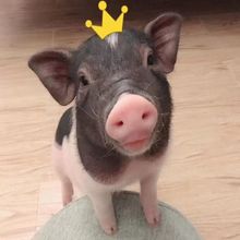 可爱宠物猪小香猪网红家养猪土猪幼崽活体泰国长不大迷你长大肉猪