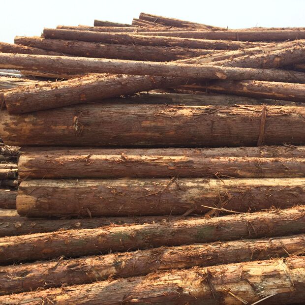 松木桩 防汛木桩 工地工程打桩木 河道支撑杆原木桩供应批发