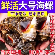 鲜活海螺超肥海鲜水产贝类产地批发