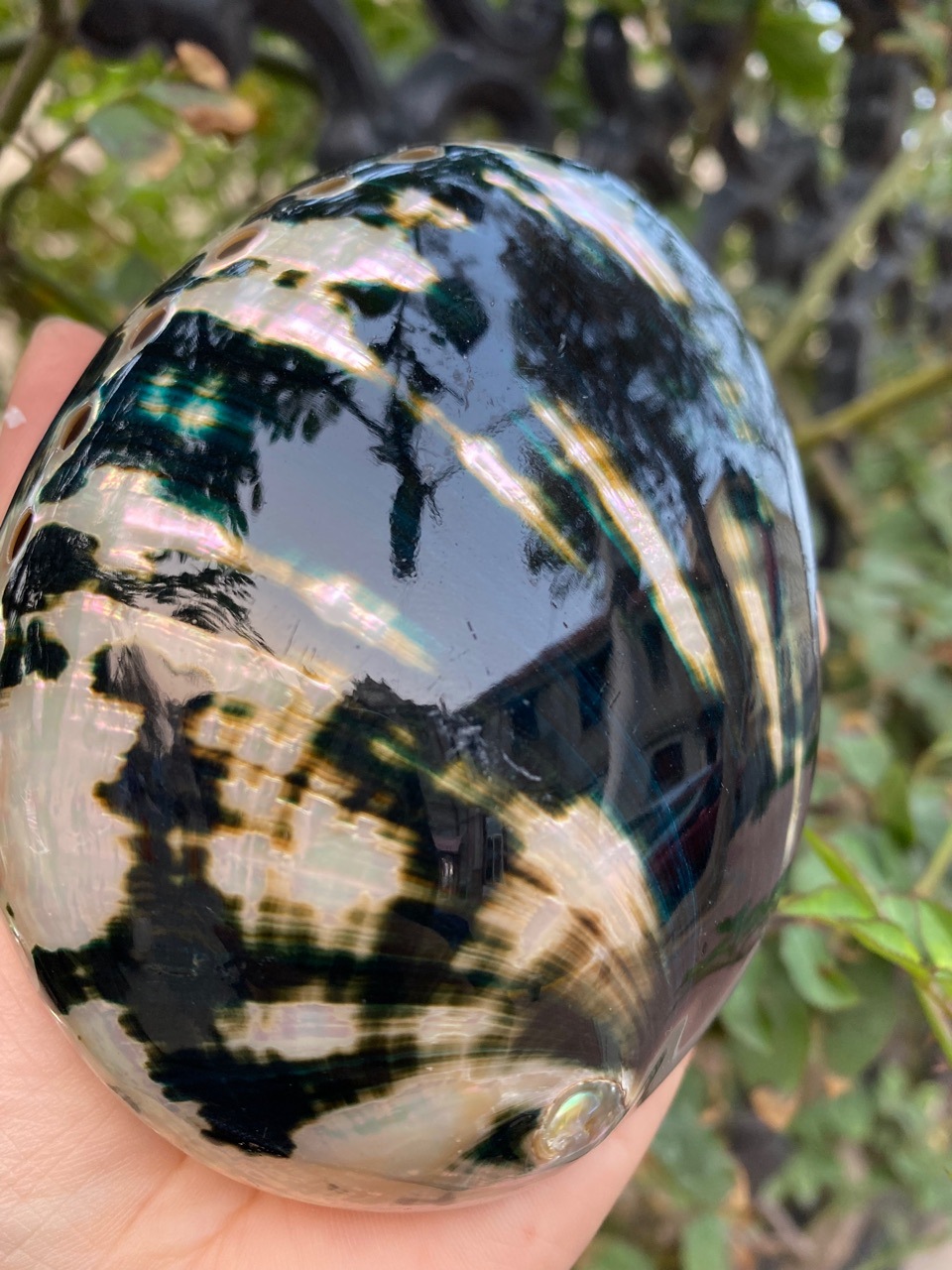 10-11厘米炫彩光泽黑金鲍 黑鲍鱼壳 天然贝壳海螺 鼠尾草燃烧壳