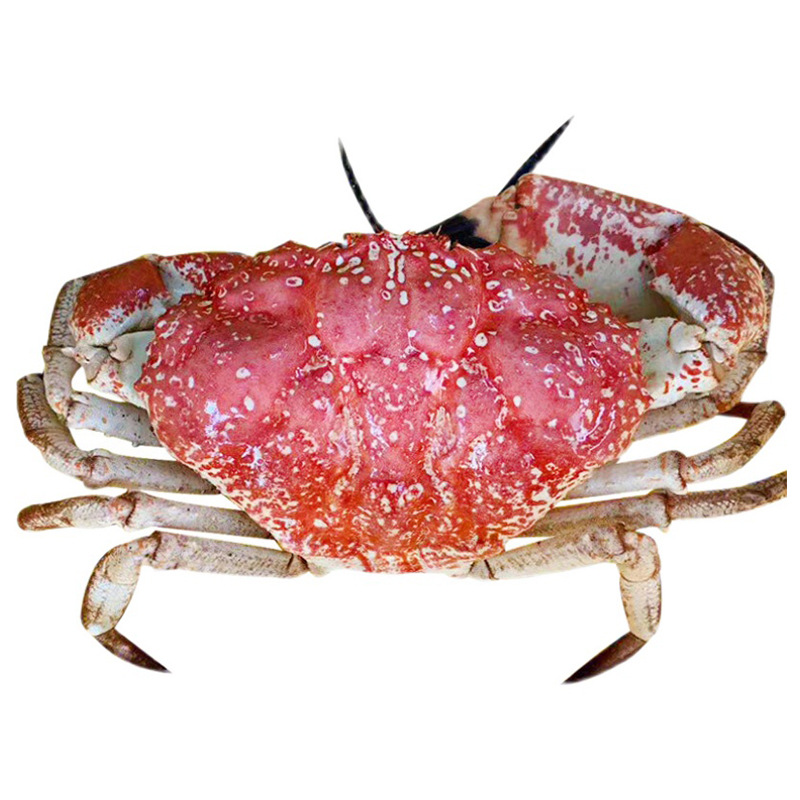批发生冻皇帝蟹鲜活澳洲螃蟹海鲜水产超特大椰子蟹帝王蟹酒楼食材