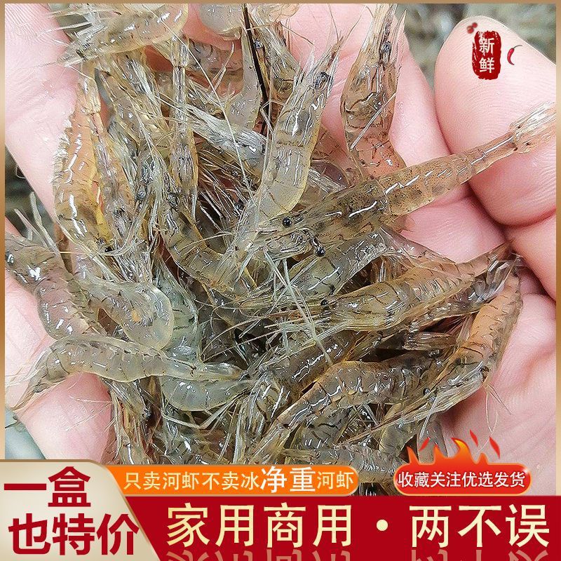 渔笙源微山湖野生小河虾淡水新鲜鲜活小白虾小土虾小明虾冰鲜跨境