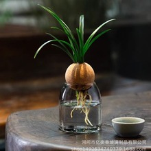 水培植物瓶室内好养富贵竹发财树纯水陪绿植玻璃瓶办公室懒人花盆