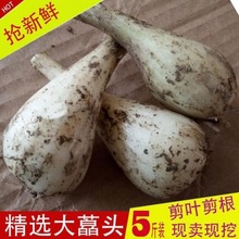 荞头农家新鲜现挖无叶藠新鲜现挖时令蔬菜大头大藠炒肉一件代发