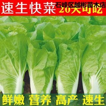 快菜奶油种子20天成熟耐热耐高温四季速生高产小白菜种子蔬菜种子