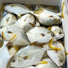 批发单冻金鲳鱼 黄腊鲳 金鲳 北海本港鱼 市场销售 海鲜批发