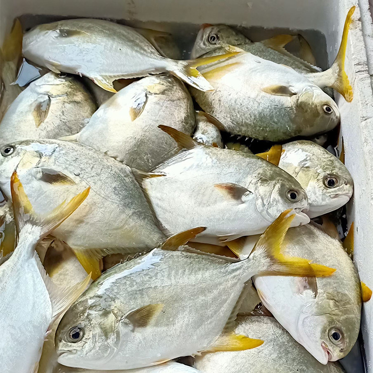 批发单冻金鲳鱼 黄腊鲳 金鲳 北海本港鱼 市场销售 海鲜批发