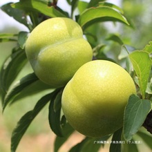正宗四川脱骨红脆李子青土李子新鲜水果当季茵红李蜂糖汶川批发