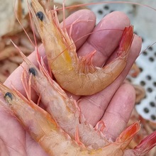 青岛野生海捕新鲜蛎虾色虾鹰爪虾海虾鸡爪虾红虾立虾鲜活速冻包邮