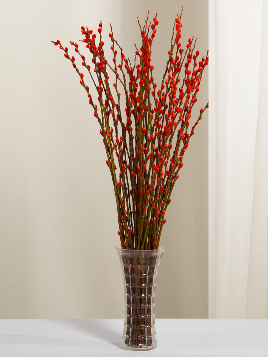 银柳真花鲜枝干花福桶抱抱桶年宵花卉七彩红色水培绿植物雪柳干枝