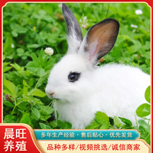 萌宠乐园宠物兔猫猫兔垂耳兔哪个品种好养巨兔安格拉要什么价格