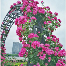 藤本月季花苗批发爬藤月季拱门廊架龙沙宝石盆栽多花蔷薇当年开花