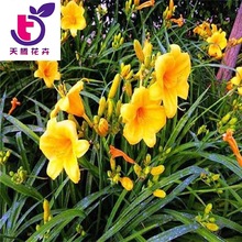 金娃娃萱草红宝石萱草带芽花盆栽宿根花卉庭院绿化地被植物