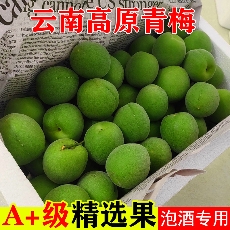 青梅鲜果现摘新鲜照水梅泡酒云南大理大果高山胭脂红梅生酸脆梅子
