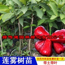 新品种台湾莲雾树苗大叶红黑金刚嫁接苗南北方种当年结果四季飞弹