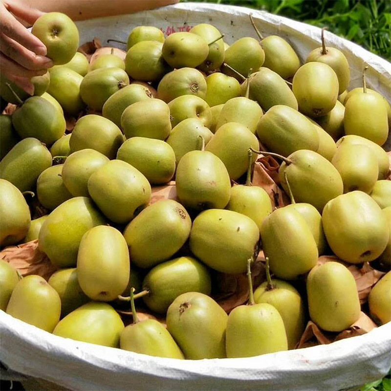 正宗四川广元苍溪红心猕猴桃大果新鲜5斤包邮农家泥猴桃奇异果