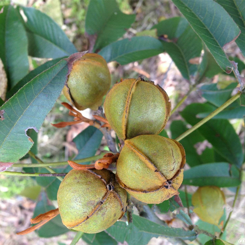 山核桃种子小核桃树种子当年新采林木种子可食用核桃可制文玩原料