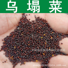 乌塌菜种子 塌棵菜 塌地松 黑菜种子 1件=1斤
