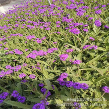 直立草本植物马鞭草 小灌木 柠檬马鞭草 青州马鞭草小苗 基地供应