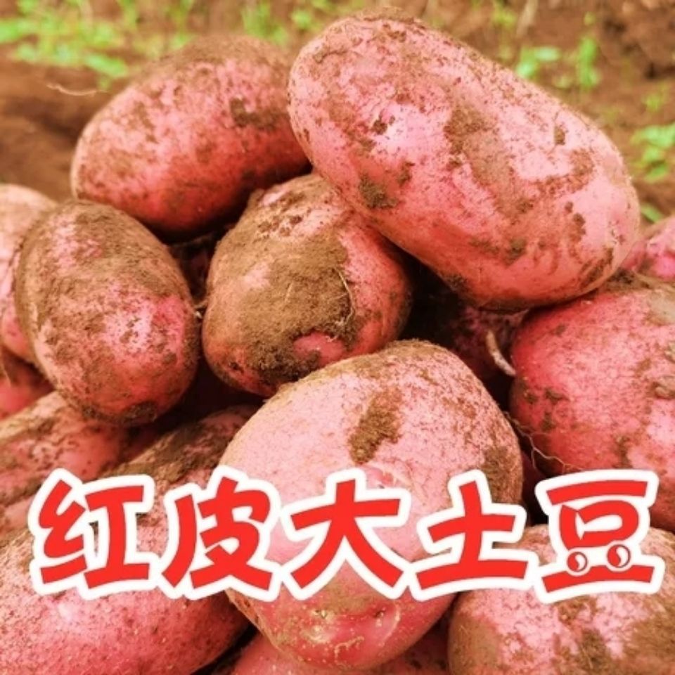甘肃红皮黄心大土豆现挖高原马铃薯洋芋当季新鲜蔬菜带箱10斤5斤