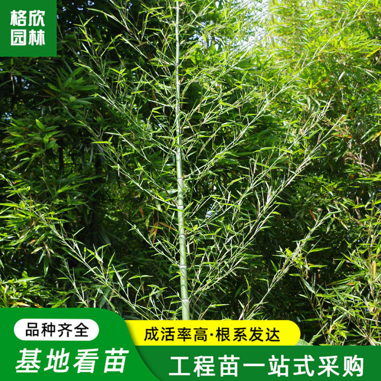 雷竹苗基地批发庭院种植绿化苗木园林栽培种植工程四季