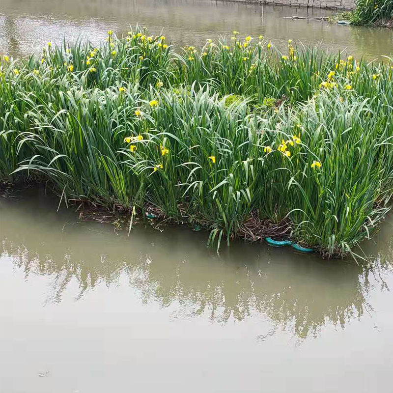 水生植物黄菖蒲长青 水菖蒲黄花鸢尾苗湿地公园生态浮岛水栽地栽
