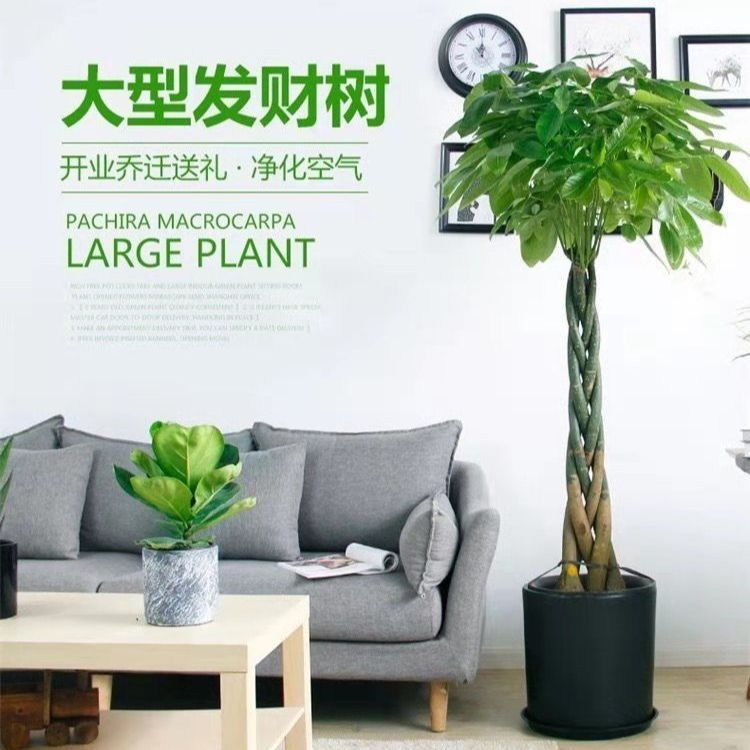 发财树盆栽大型客厅装饰绿植植物乔迁开业送礼办公室内招财树盆景