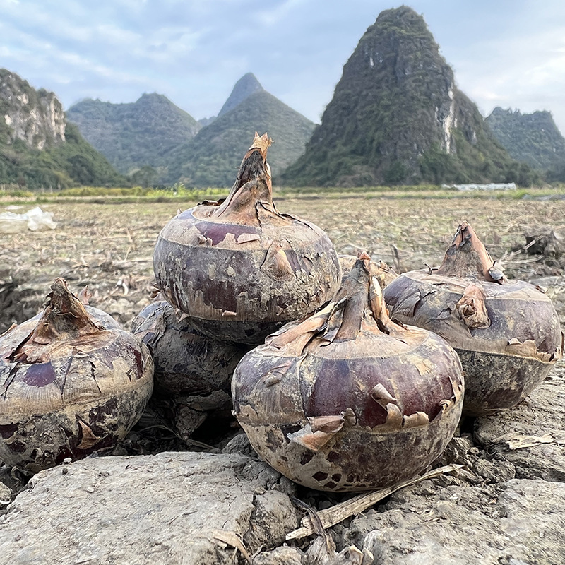 广西桂林新鲜荔浦马蹄 荸荠 量大优惠 酒店电商 脆甜爽口个大
