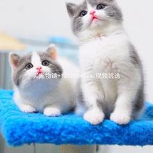 纯种蓝白英短猫活体英短蓝猫幼猫矮脚猫折耳小猫活物宠物猫咪幼崽