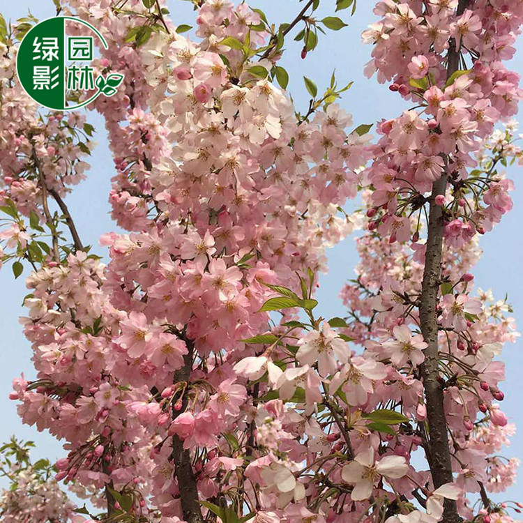 基地直供三公分思川樱 多少钱一颗 城市绿化工程思川樱花树