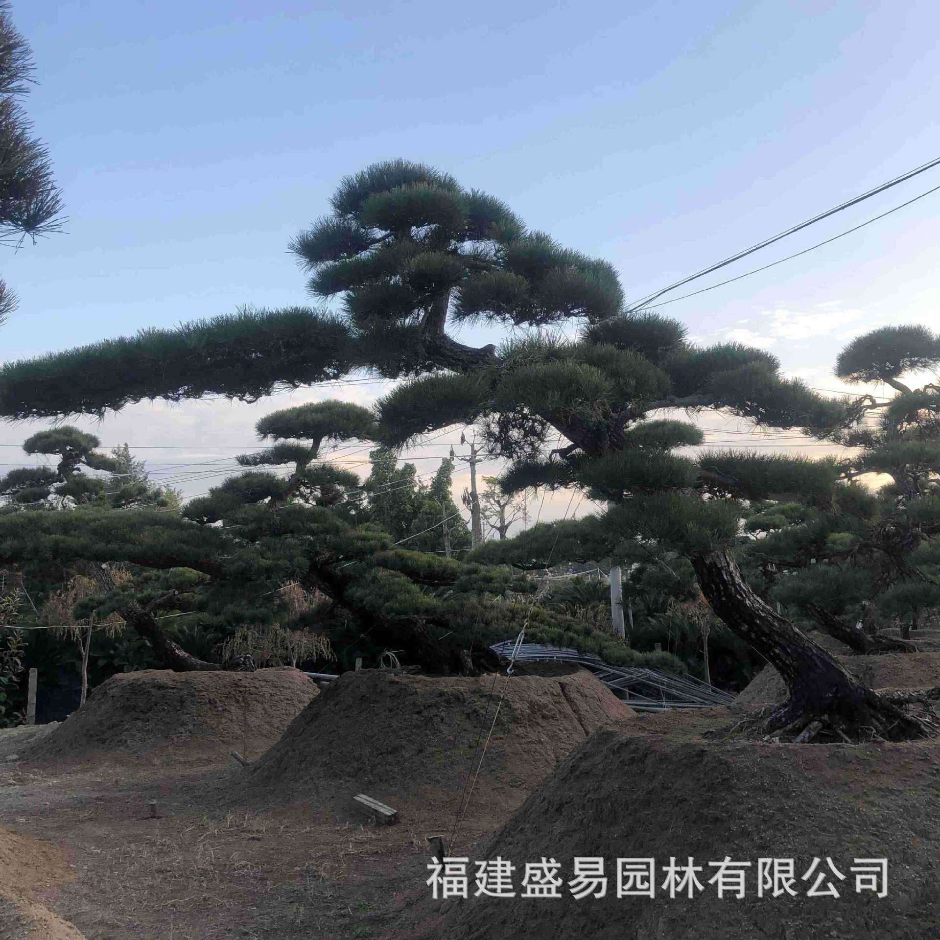黑松价格 本地黑松报价 各规格黑松批发 造型黑松盆景 黑松古桩