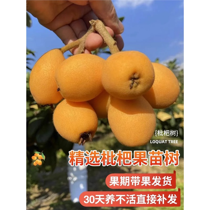 枇杷果苗无核枇杷苗枇杷树苗盆栽特大果树庭院南北方种植当年结果