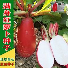 大红袍水果萝卜种子满身红萝卜种籽夏秋四季蔬菜种子红皮白心萝卜